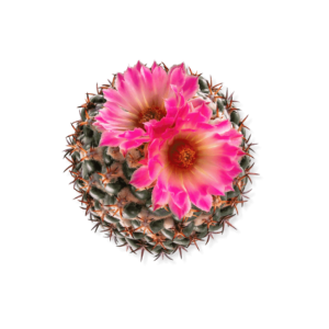 arome florale-apa-de-toaleta-desert-flower