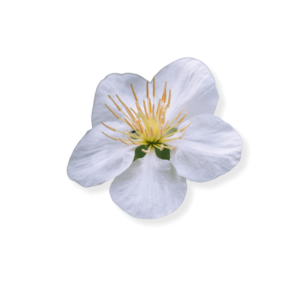 mosc-apa-de-toaleta-desert-flower